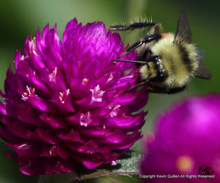 240 Piece Puzzle - Bee on Amaranth Flower