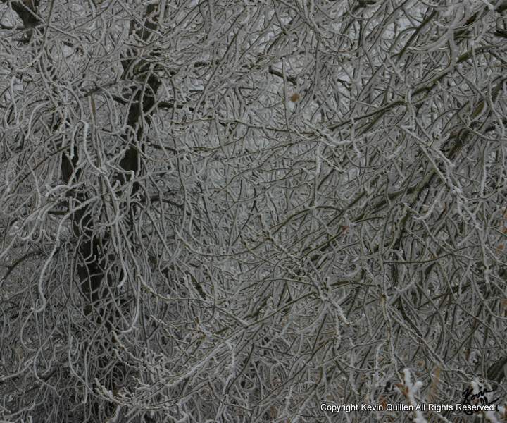 240 Piece Puzzle - Frosted Branches